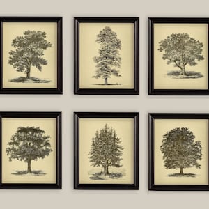 Vintage Trees Oak Spruce Elm Beech Cypress Set Of 6 Botanical Prints Gallery Wall Sizes 5x7 or 8x10