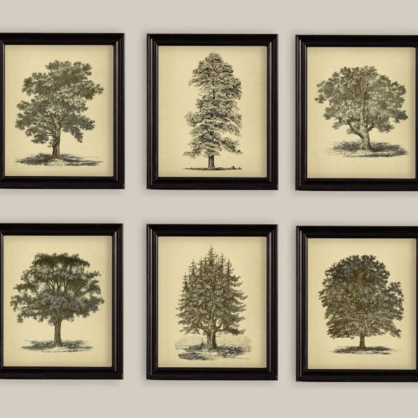 Vintage Trees Oak Spruce Elm Beech Cypress Set Of 6 Botanical Prints Gallery Wall Sizes 5x7 or 8x10