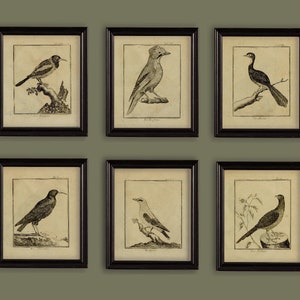 Antique Birds Sepia Drawings Set Of 6 Prints Size 8x10