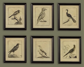 Antique Birds Sepia Drawings Set Of 6 Prints Size 8x10