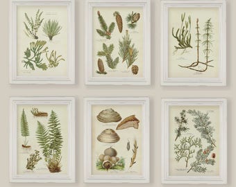 Woodland Plants Set Of 6 Botanical Ferns Moss Pine Fir Prints Gallery Wall A4 or 5x7