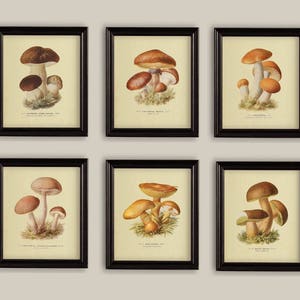 Wild Mushrooms Set Of Six Botanical Prints Gallery Wall Autumn Fall
