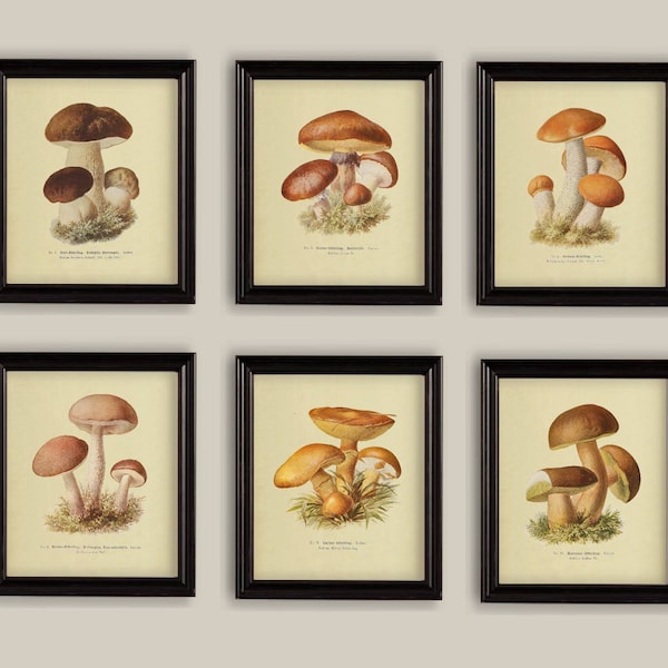 Wild Mushrooms Set Of Six Botanical Prints Gallery Wall Autumn Fall Sizes A4, 8x10 or 5x7