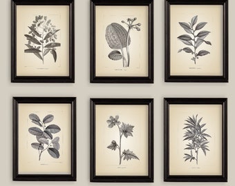 Vintage Botanical  Drawings Engravings Prints Set of 6