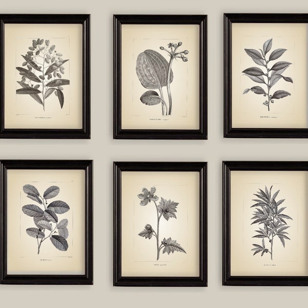 Vintage Botanical  Drawings Engravings Prints Set of 6