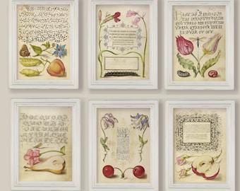 Set Of 6 Beautiful 17th Century Botanical Fruit Flowers Insects Ornate Script A4 or 5x7
