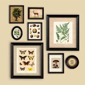 Woodland Theme Set Of Prints Wall Gallery Fern Mushroom Butterfly Deer Tree Walnut Wild Strawberry