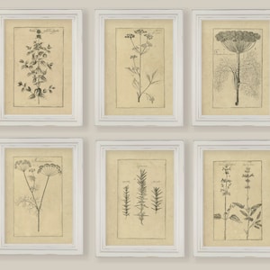 Cooking Herbs Botanical Sepia Vintage Reproduction Illustrations Sketches Drawings Set of 6 or 12