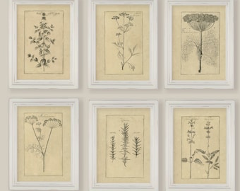 Cooking Herbs Botanical Sepia Vintage Reproduction Illustrations Sketches Drawings Set of 6 or 12