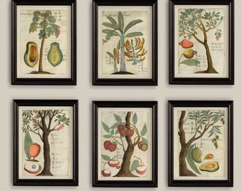 Vintage Naive Primitive Fruit And Trees Eastern Botanical Prints Set of 6  A4 or 5x7