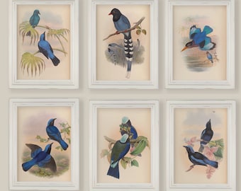 Vintage Blue Birds Prints Set of Six Gallery Wall