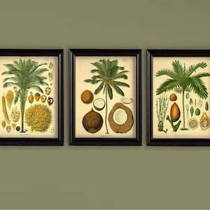 Vintage Botanical Palm Prints Set Of 3