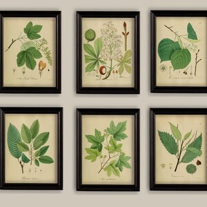 Set di 6 stampe vintage di alberi, foglie e rami, formato galleria 5x7 o 8x10.