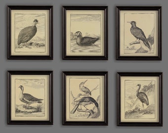 Vintage Birds Drawings Set Of 6 Prints Size 8x10