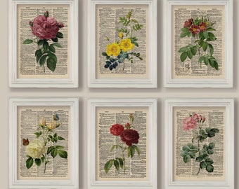 Vintage Botanical Rose Collection Dictionary Page Illustrations Prints Set of 6