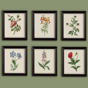 Mooie tuin Bloemen Illustraties Tekeningen Prints Set van 6