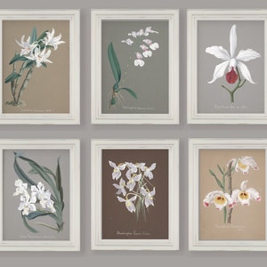 White Orchids Watercolour Reproductions Botanical Prints Gallery Wall Set Of 6