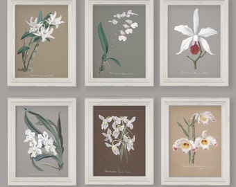 White Orchids Watercolour Reproductions Botanical Prints Gallery Wall Set Of 6