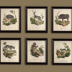 Vintage Woodland Animals Beautiful Antique Italian Engravings Illustrations Drawings Prints Set of 6