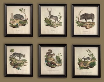 Vintage Woodland Animals Beautiful Antique Italian Engravings Illustrations Drawings Prints Set of 6