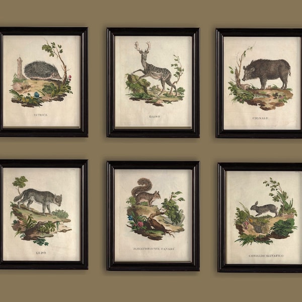 Vintage Woodland Animals Beautiful Antique Italian Engravings Illustrations Drawings Prints Set of 6