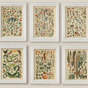 Set Of 6 Larousse Prints Gallery Wall Mushrooms Flowers Fruit Vegetables Pumpkin Plumes Feathers Butterflies