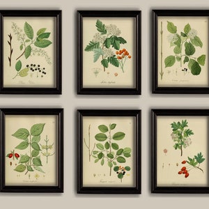 Vintage Botanical Prints Set: Trees, Berries, Leaves Gallery Wall Art