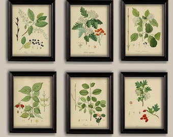 Vintage Botanical Prints Set: Trees, Berries, Leaves Gallery Wall Art