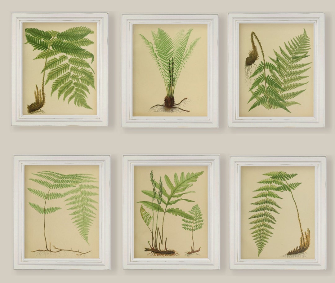 Beautiful Ferns Watercolour Reproductions Prints Set of 6 Size - Etsy