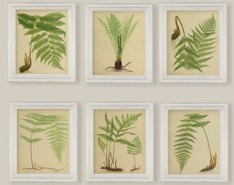 Beautiful Ferns Watercolour Reproductions Prints Set of 6 Size 8x10 in