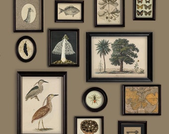 Gallery Wall Curio Miscellaneous Brown Neutral Theme Trees Bird Fish