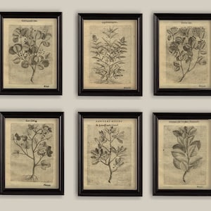 Old  Botanical Sepia Vintage 17th Century Illustrations Drawings Prints Set of 6