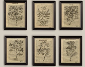 Old  Botanical Sepia Vintage 17th Century Illustrations Drawings Prints Set of 6