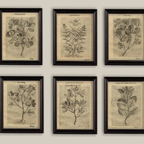 8x10'' Vintage Botanical Prints Set of 4 Botanical | Etsy
