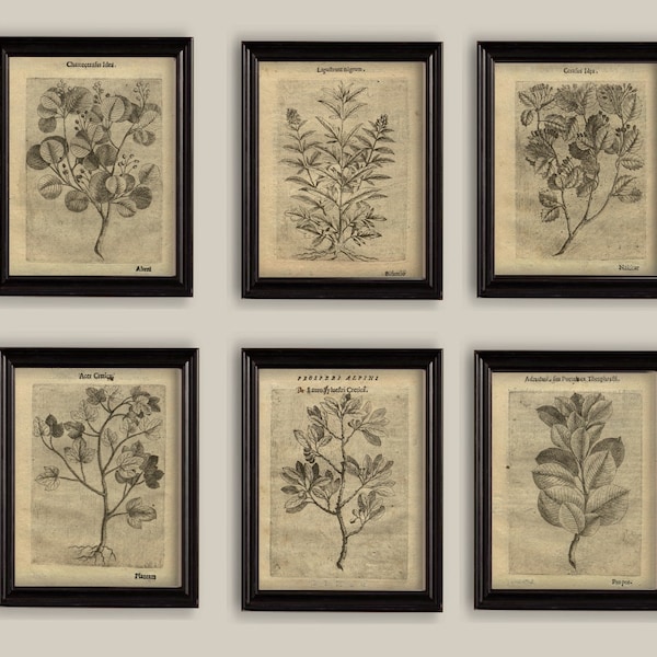 Old Botanical Sepia Vintage 17th Century Ilustracje Rysunki Odbitki Zestaw 6