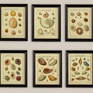 May include: Six framed vintage prints of seashells, each with a different arrangement of shells in various colors and sizes. The prints are in black frames with a white mat.