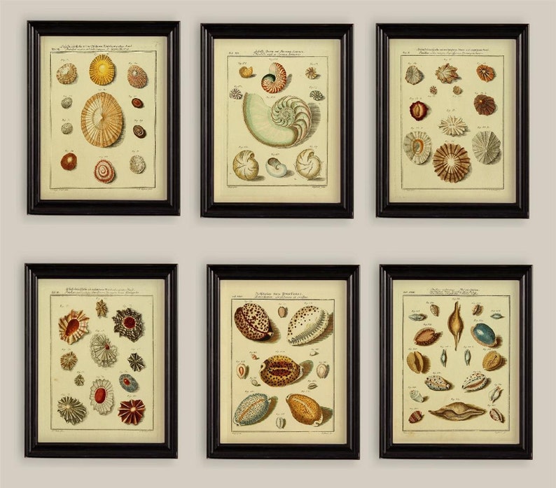 May include: Six framed vintage prints of seashells, each with a different arrangement of shells in various colors and sizes. The prints are in black frames with a white mat.