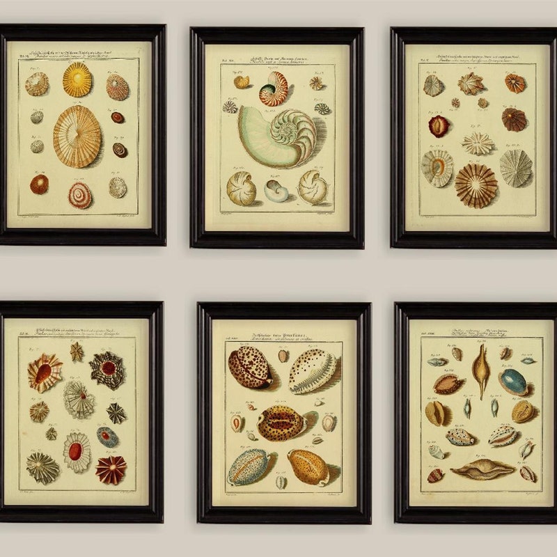 Sea Shell Print - Etsy