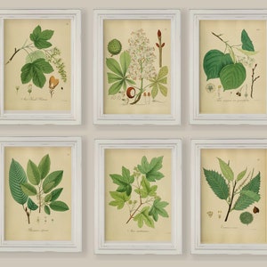 Vintage Trees Leaves Branches  Set Of 6  Prints Gallery Wall Sizes A4 5x7 or 8x10