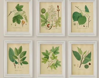 Vintage Trees Leaves Branches  Set Of 6  Prints Gallery Wall Sizes A4 5x7 or 8x10