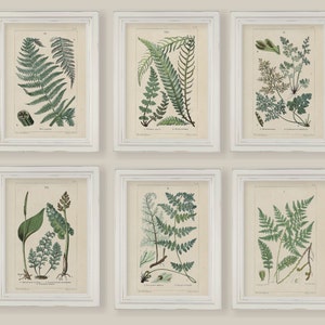 Set Of 6 Botanical Fern Prints Gallery Wall 5x7 or A4