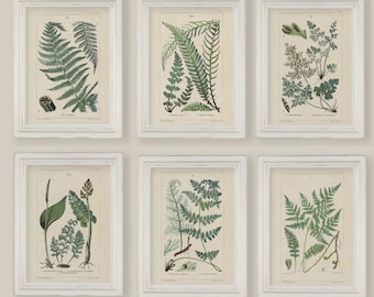 Set Of 6 Botanical Fern Prints Gallery Wall 5x7 or A4