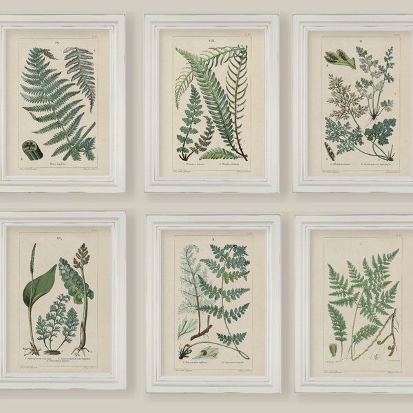 Juego de 6 láminas botánicas de helechos para pared (tamaños 5x7 o A4)