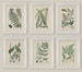 Set Of 6 Botanical Fern Prints Gallery Wall 5x7 or A4 