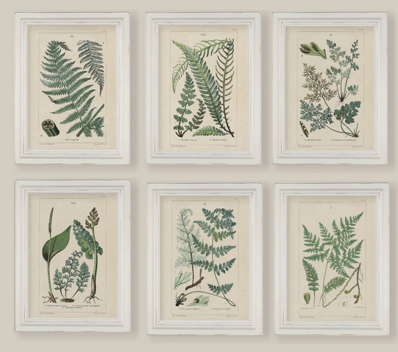 Set Of 6 Botanical Fern Prints Gallery Wall 5x7 or A4 image 1