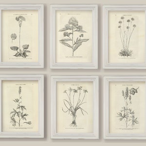 Botanical Prints Set: Sepia Flower Sketches, Black and White Illustrations (A4 or 5x7)
