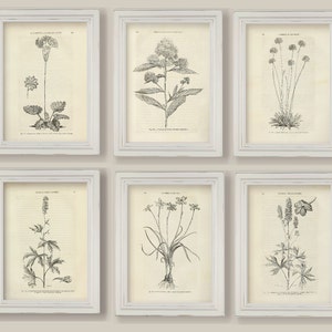 Set Of 6 Botanical Sepia Black and White Flowers Illustrations Sketches Drawings Prints A4 or 5x7