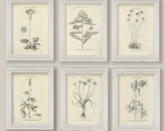 Botanical Prints Set: Sepia Flower Sketches, Black and White Illustrations (A4 or 5x7)