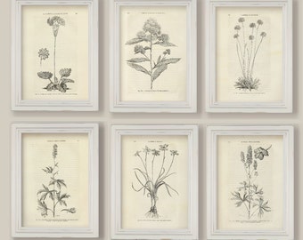 Set Of 6 Botanical Sepia Black and White Flowers Illustrations Sketches Drawings Prints A4 or 5x7