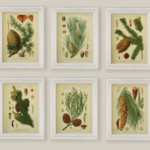 Op de afbeelding: Zes botanische prenten in witte lijsten met gedetailleerde illustraties van verschillende soorten dennenappels en takken.